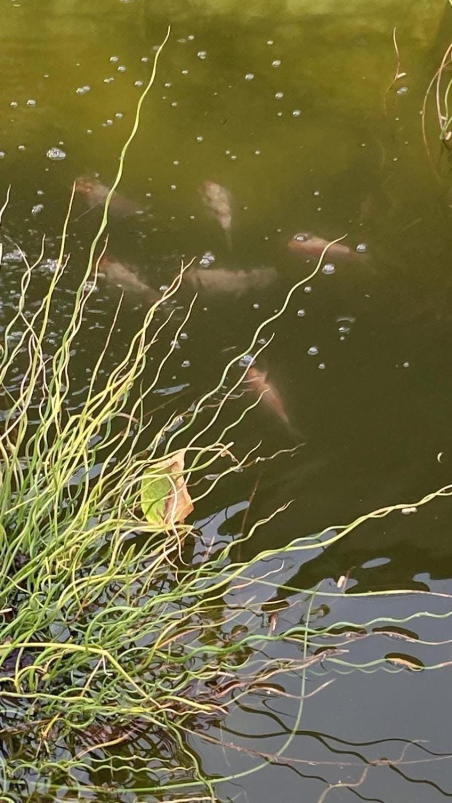 Cabanon Grenouille - Le Pal Saint-Martin-des-Lais Bagian luar foto